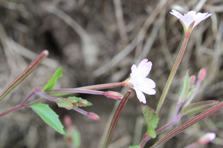 Epilobium_montanum 3