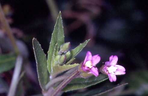 Epilobium obscurum 2