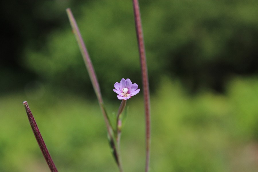 Epilobium_palustre 2