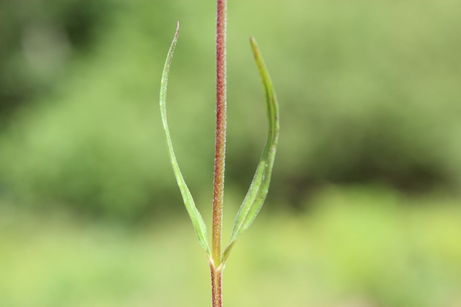 Epilobium_palustre 3