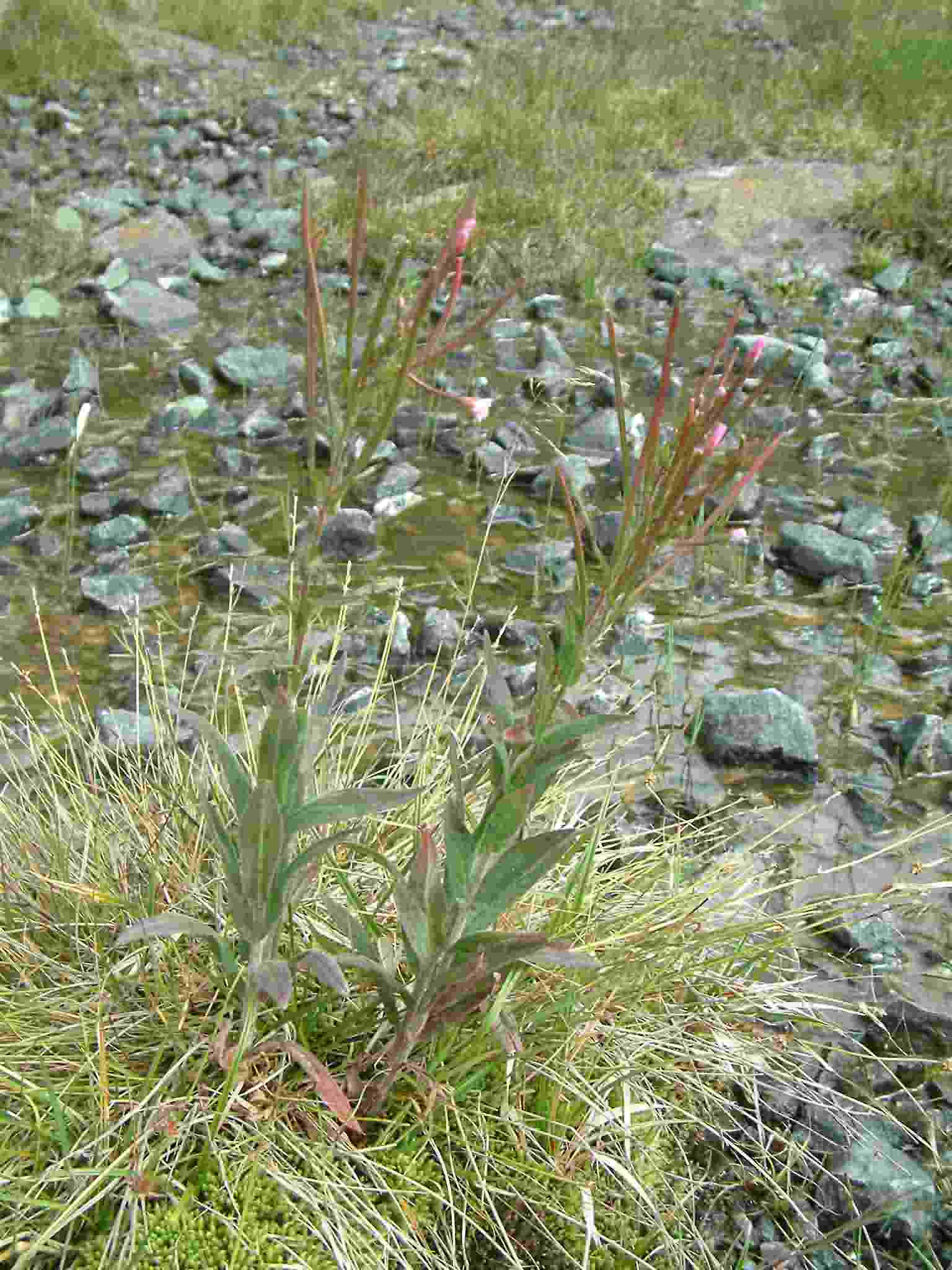 Epilobium parviflorum 1