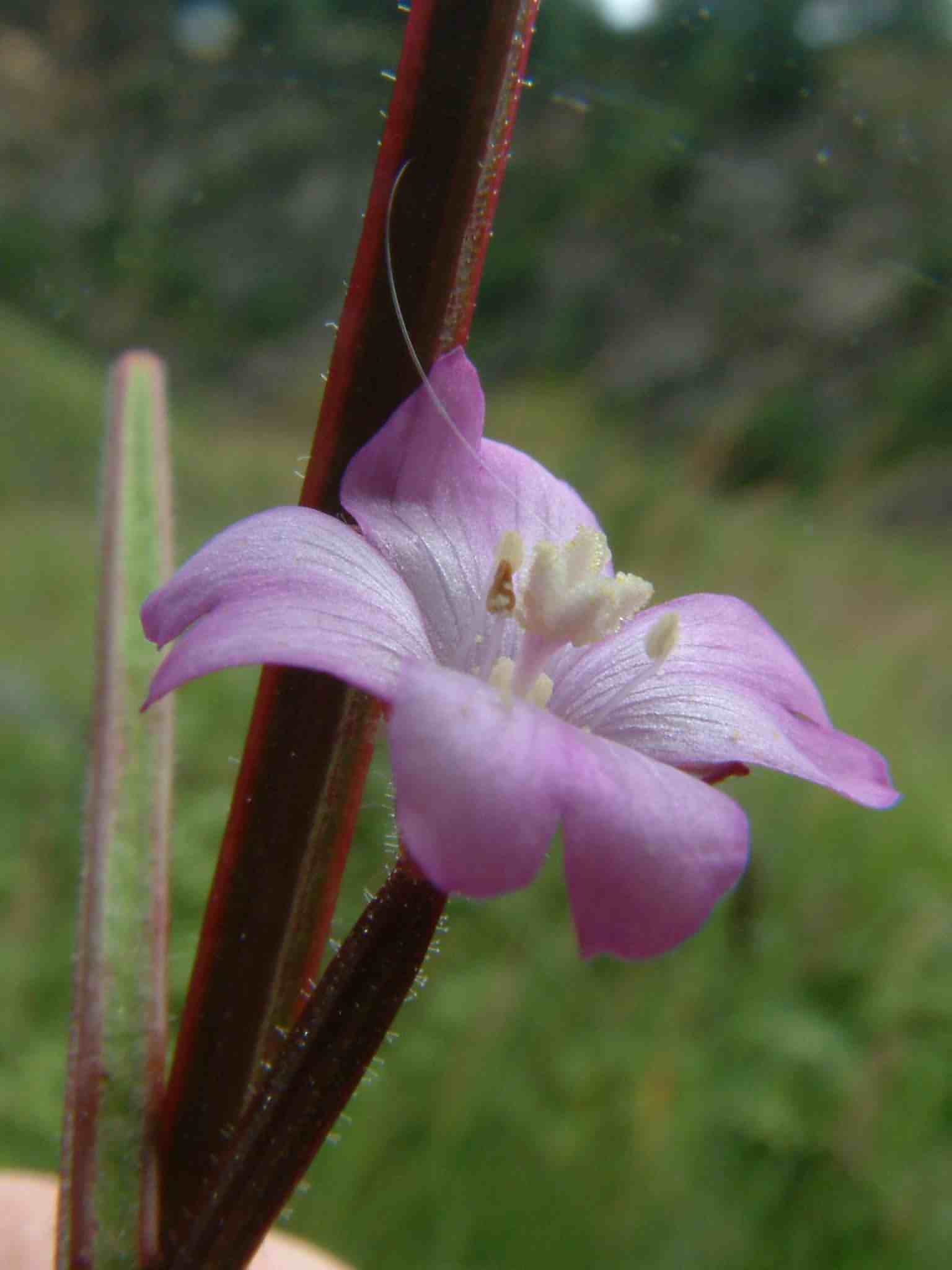 Epilobium parviflorum 2