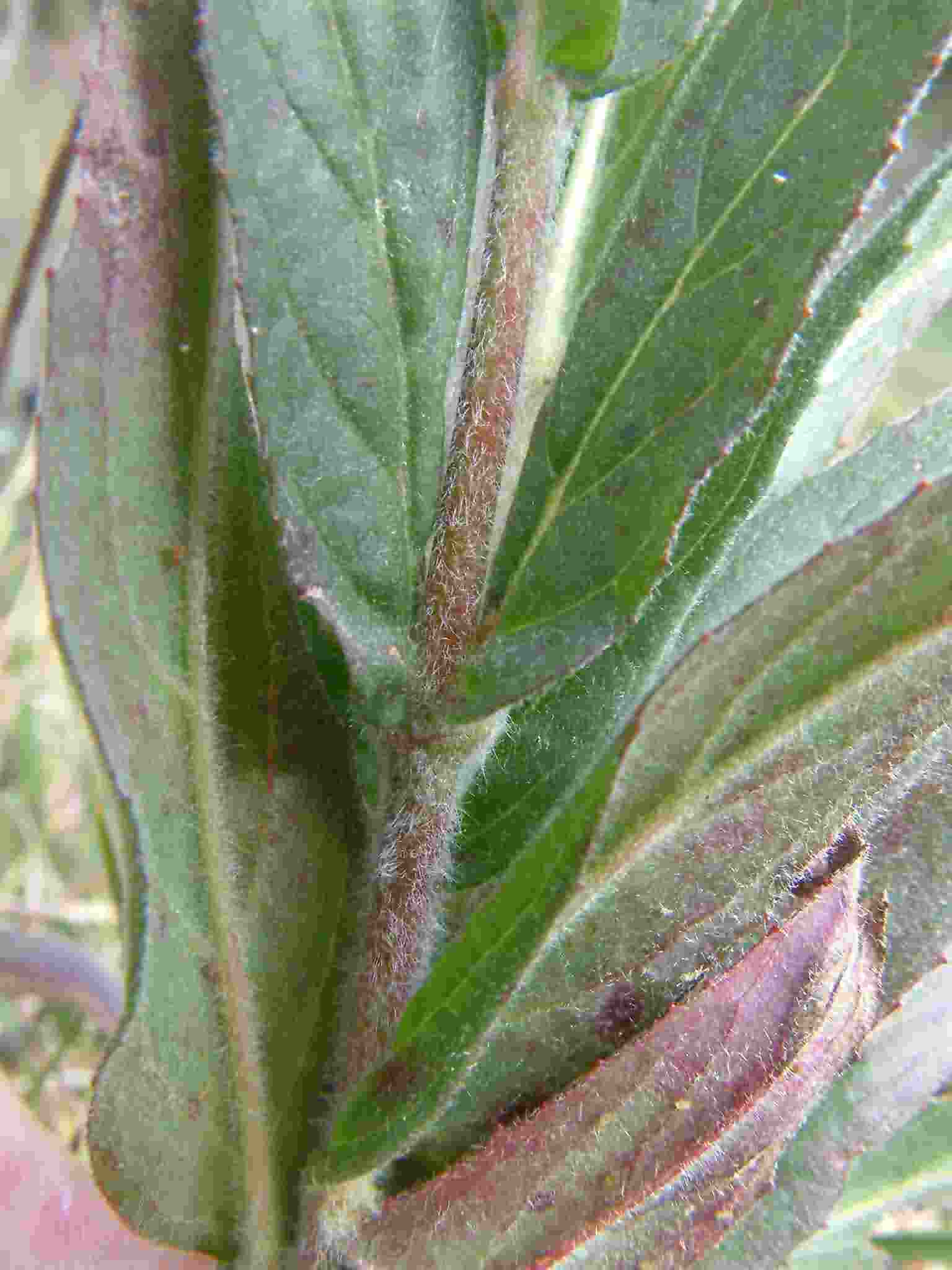 Epilobium parviflorum 3