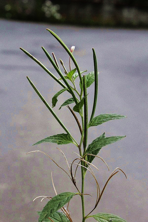 Epilobium roseum