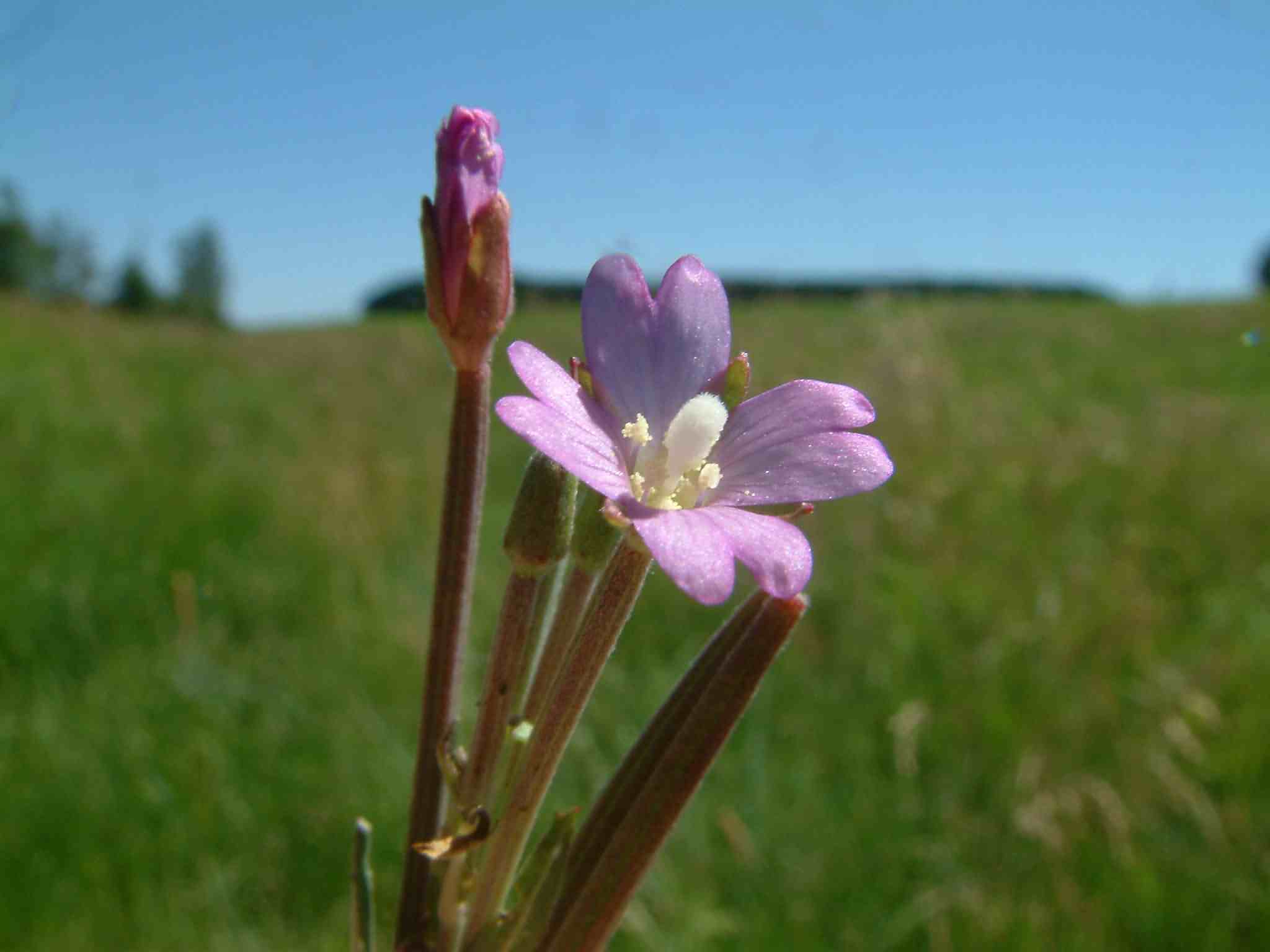 Epilobium tetragonum 1