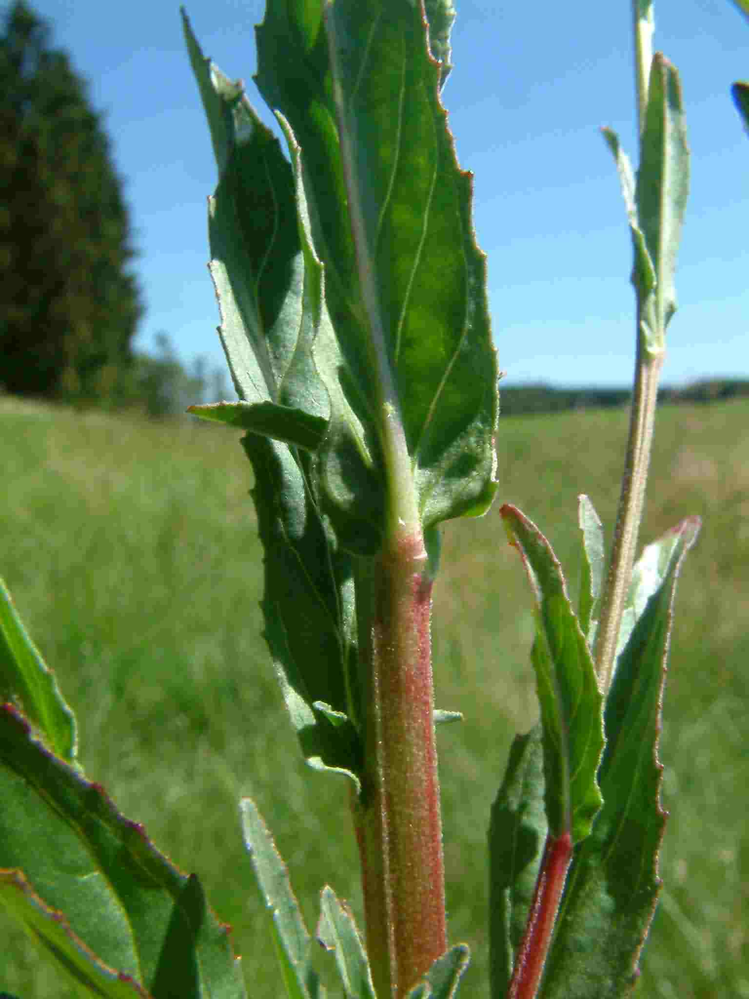 Epilobium tetragonum 2