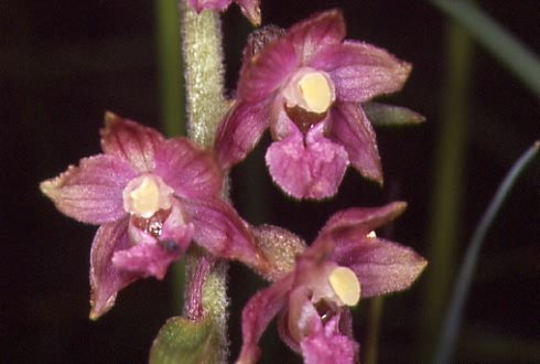 Epipactis atrorubens 1