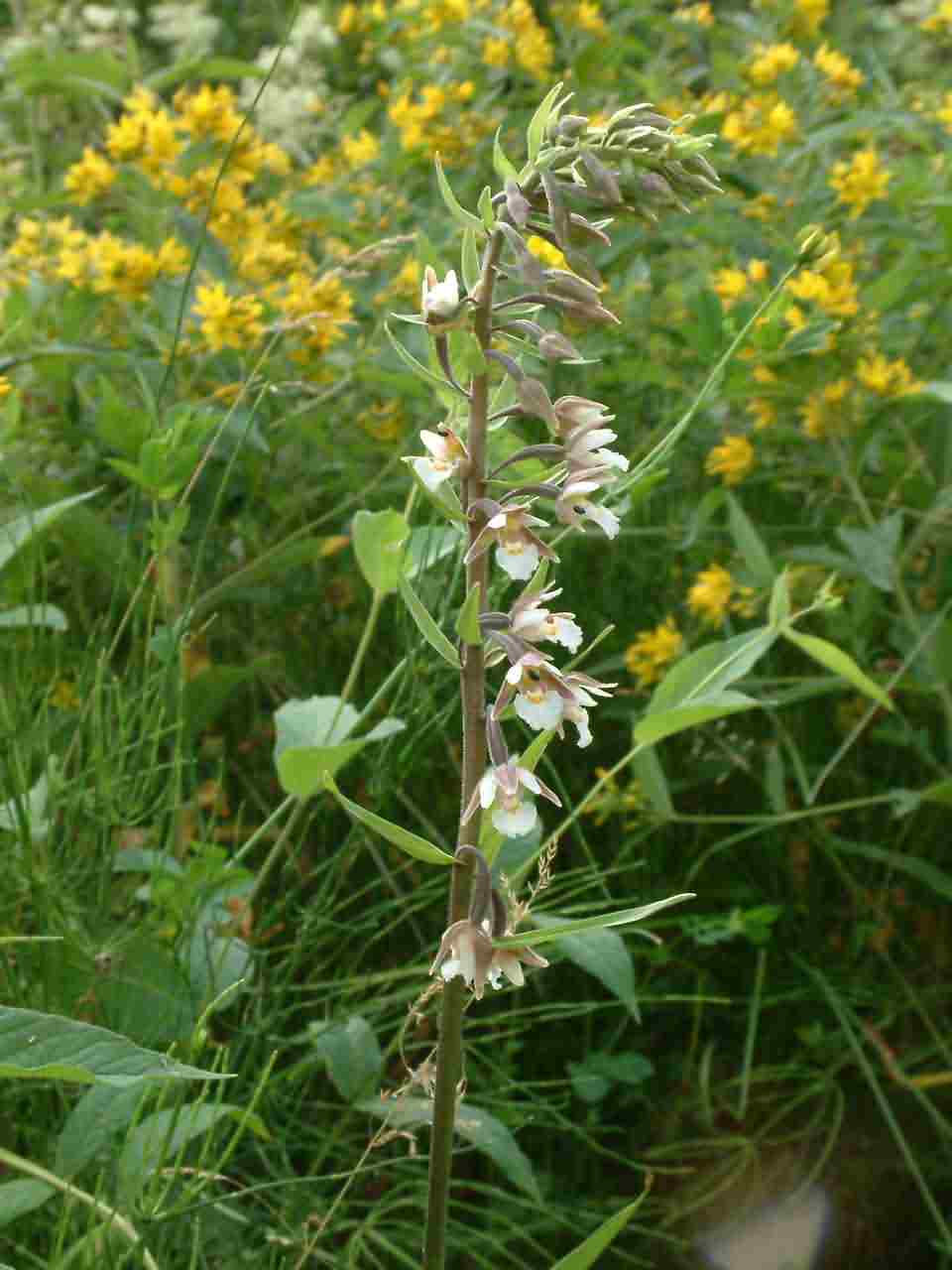 Epipactis palustris 1