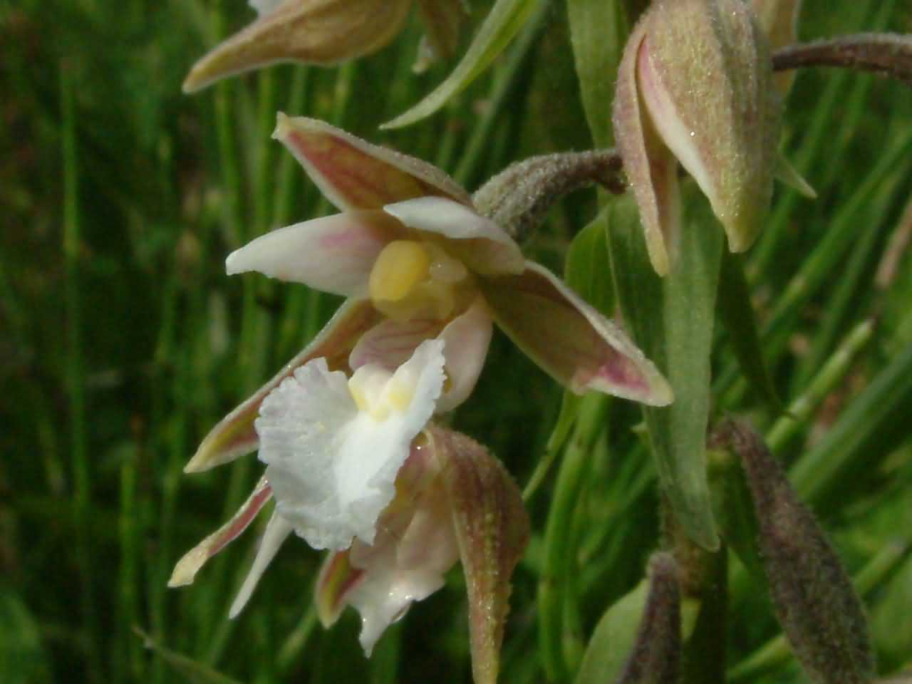 Epipactis palustris 2