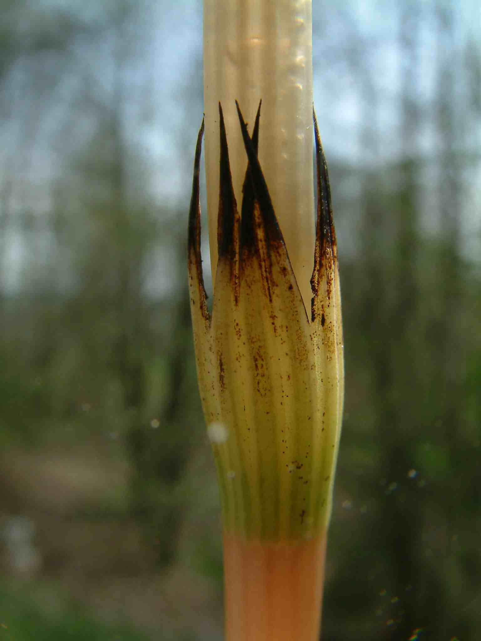 Equisetum arvense 2