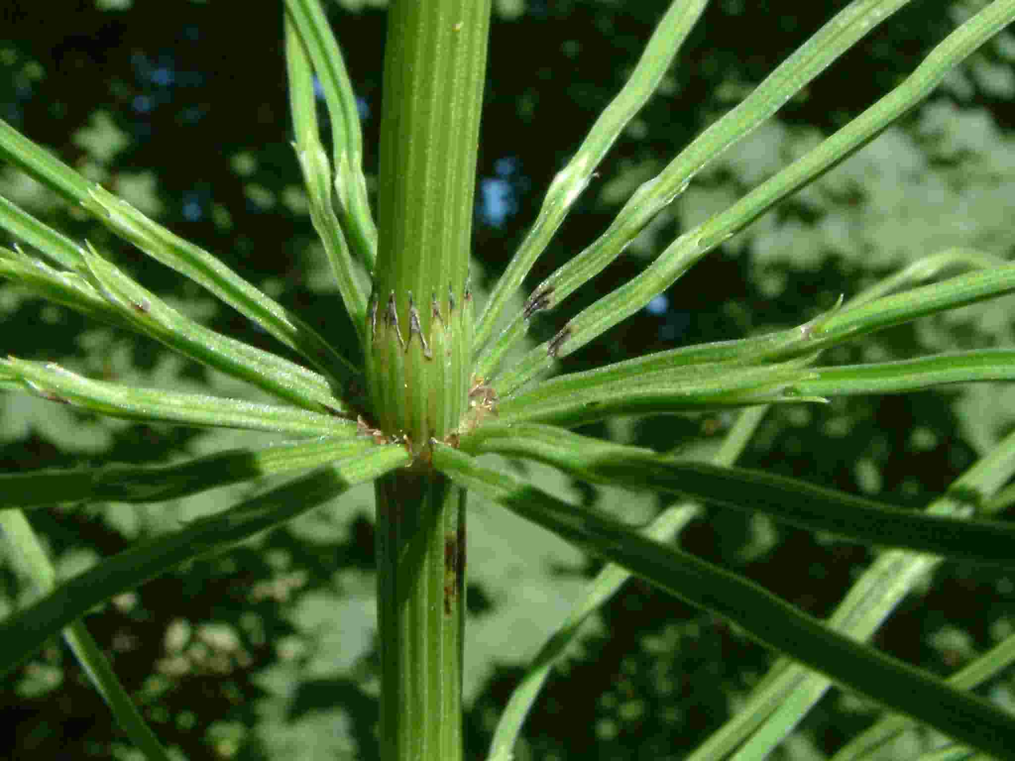 Equisetum arvense 3