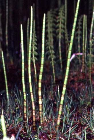 Equisetum fluviatile 2