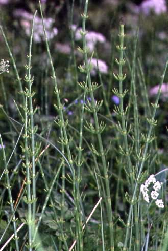 Equisetum fluviatile 3