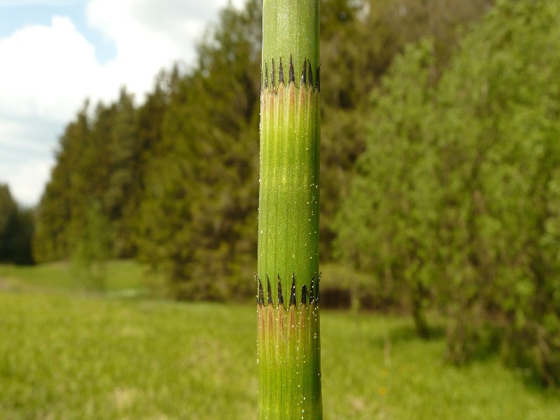 Equisetum fluviatile 1