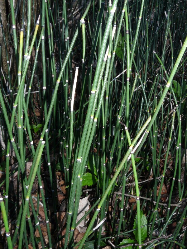 Equisetum hyemale 1