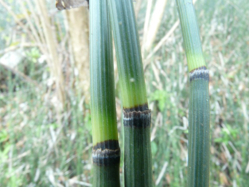 Equisetum hyemale 2