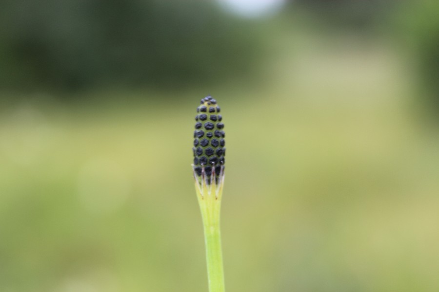 Equisetum palustre 2