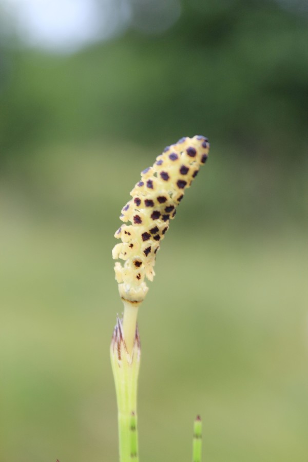 Equisetum palustre 3