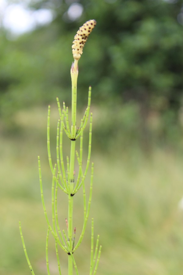 Equisetum palustre 1