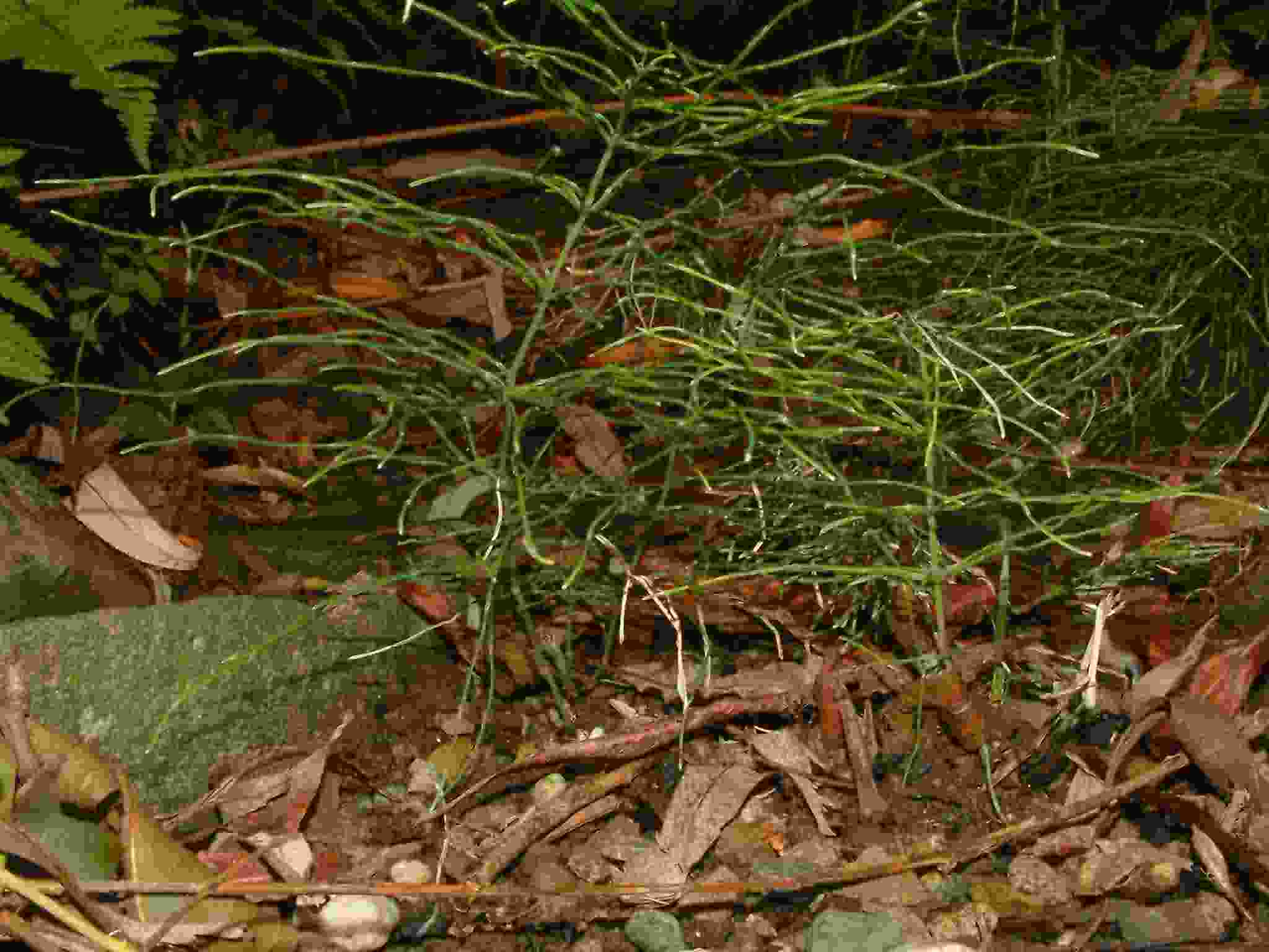 Equisetum pratense 1