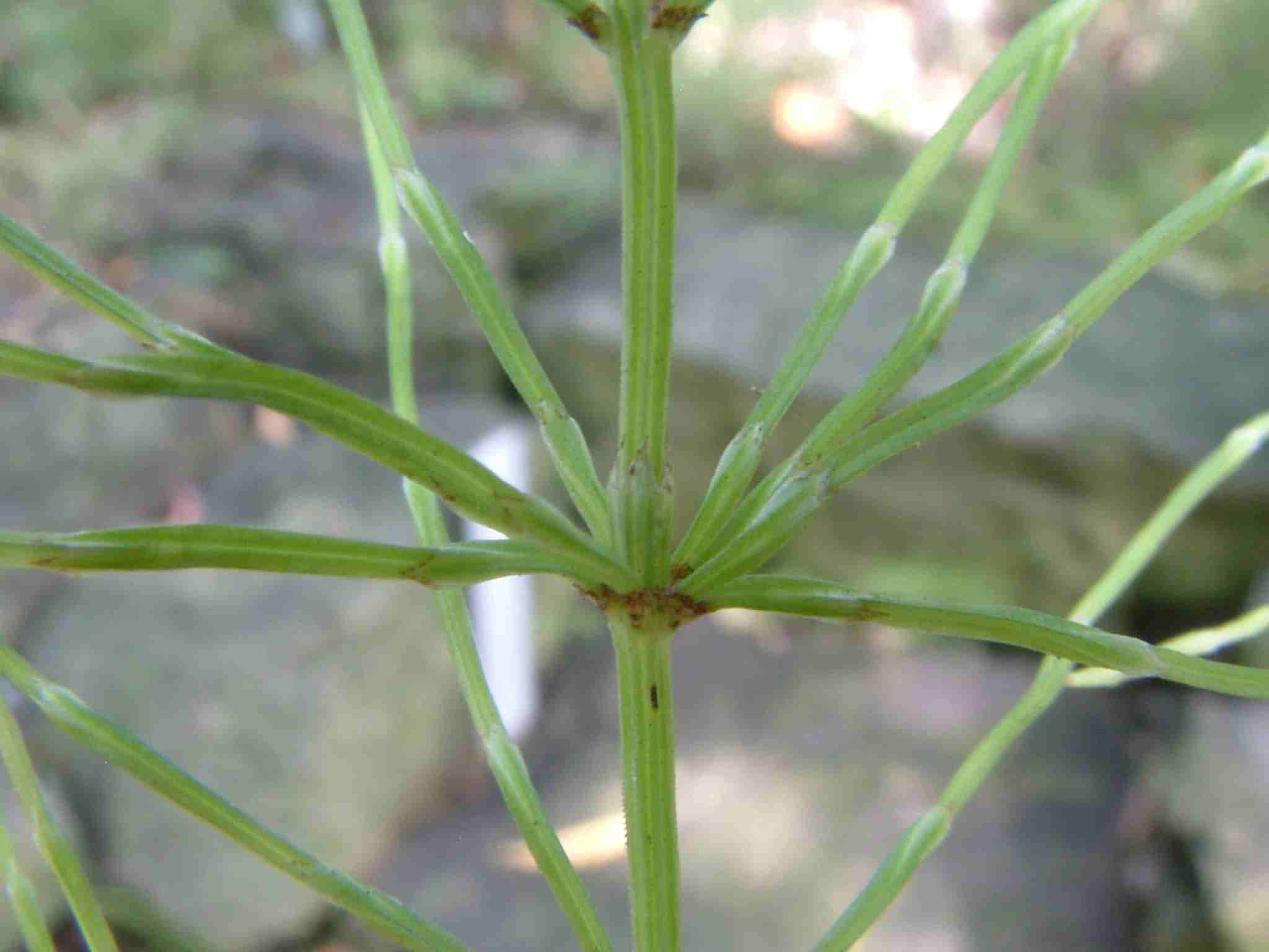 Equisetum pratense 2