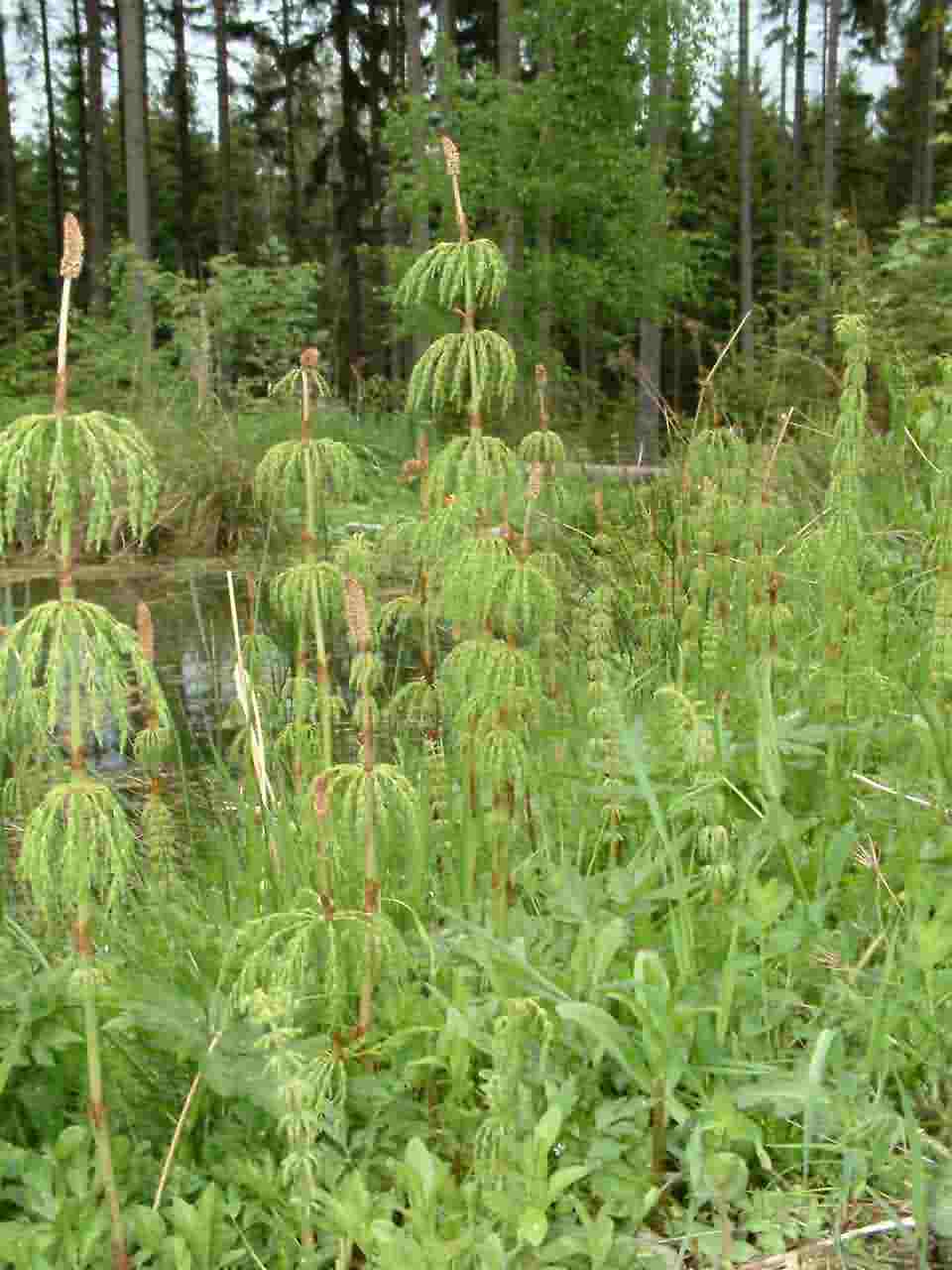 Equisetum sylvaticum 2