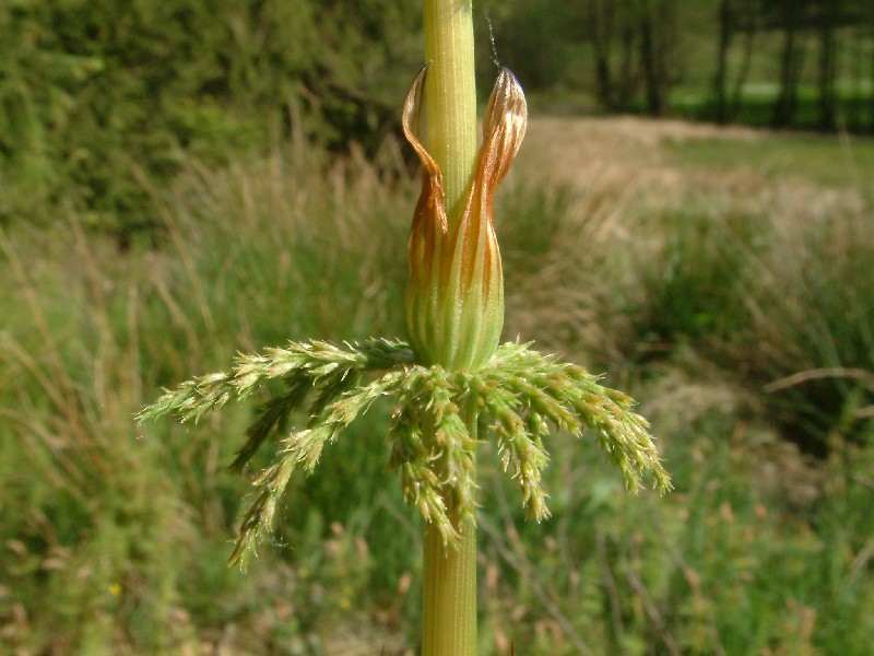 Equisetum sylvaticum 4