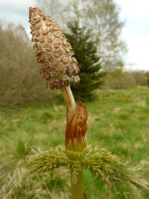 Equisetum sylvaticum 3