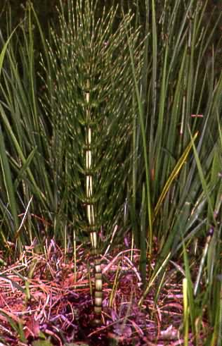 Equisetum telmateia 1