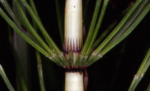 Equisetum telmateia 2