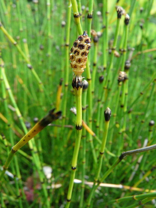 Equisetum variegatum