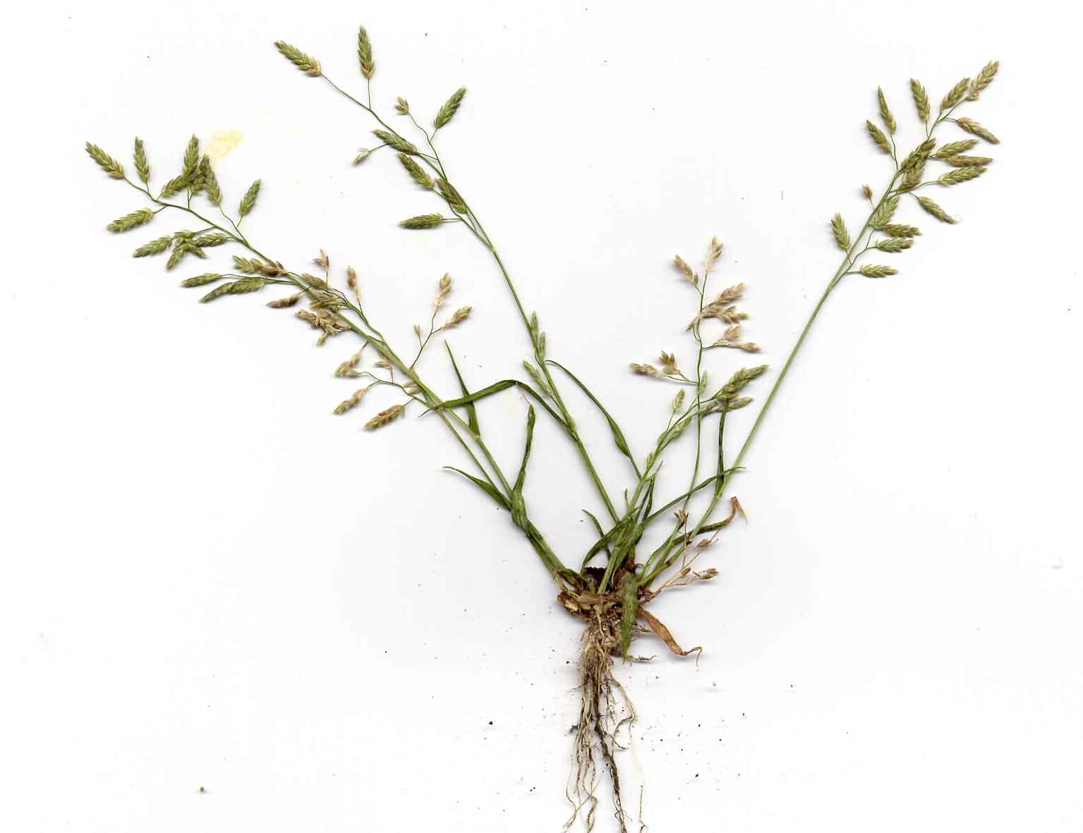 Eragrostis minor 2