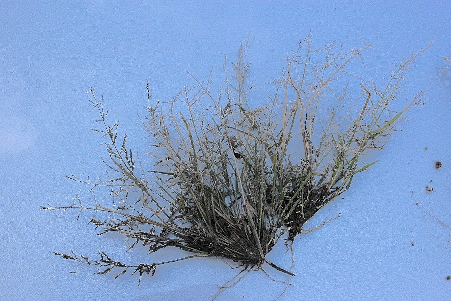 Eragrostis multicaulis