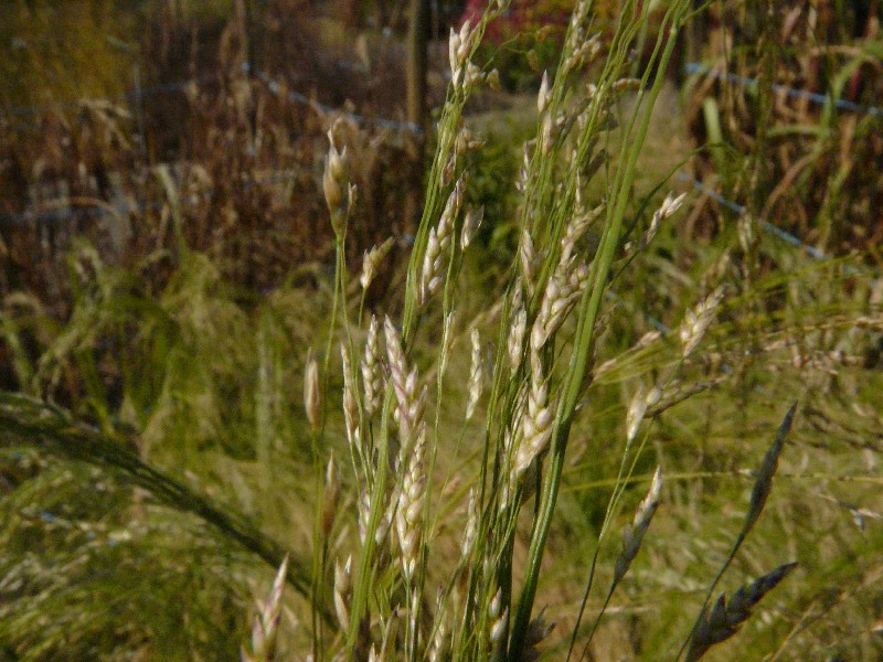 Eragrostis tef 1