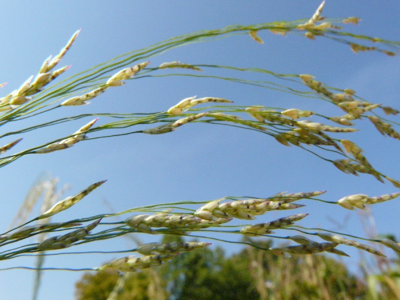 Eragrostis tef 2