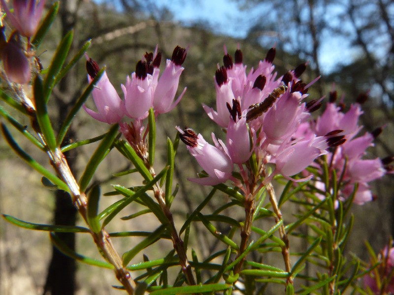 Erica carnea 1