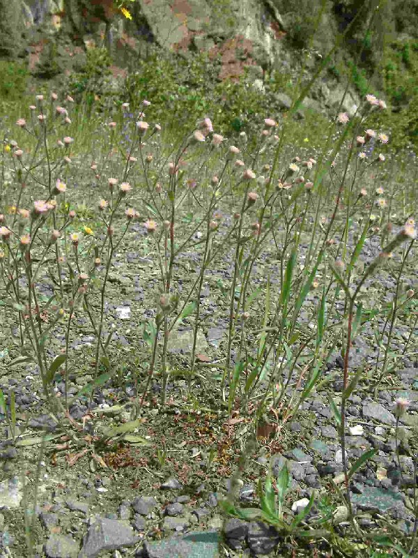 Erigeron_acris 1