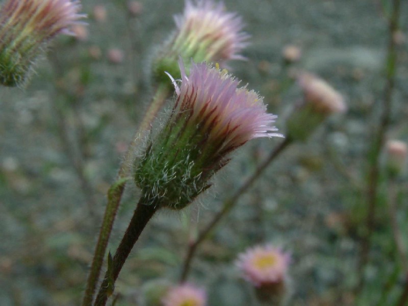 Erigeron_acris 3