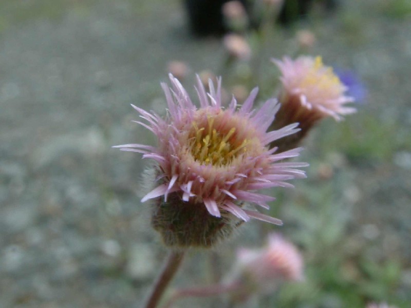 Erigeron_acris 2