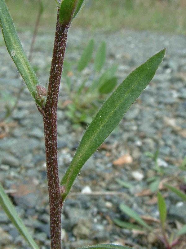 Erigeron_acris 4