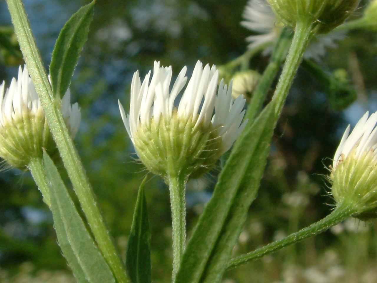 Erigeron annuus 4