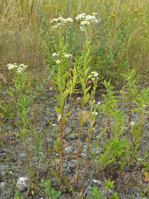 Erigeron annuus 1