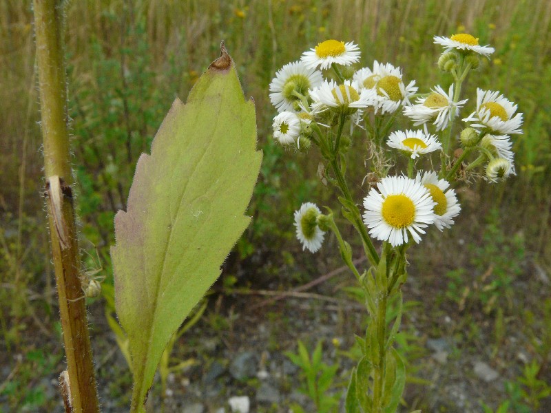 Erigeron annuus 2