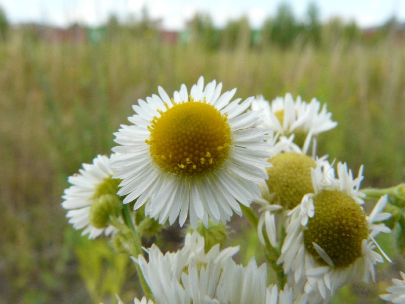 Erigeron annuus 3