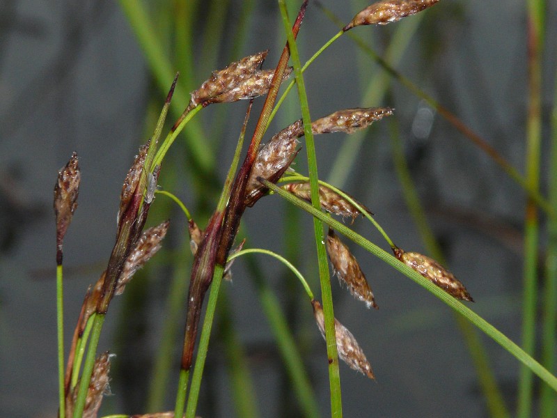 Eriophorum angustifolium 3