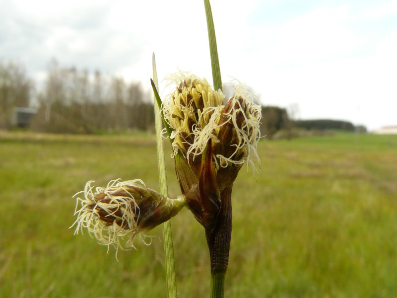 Eriophorum angustifolium 1