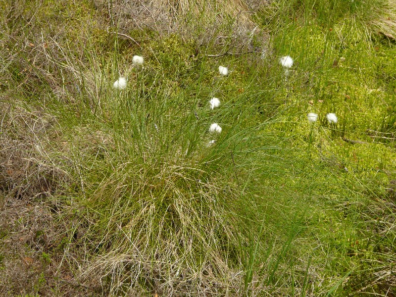 Eriophorum vaginatum  1