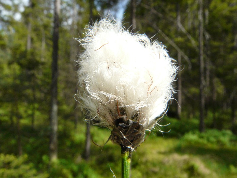 Eriophorum vaginatum 2