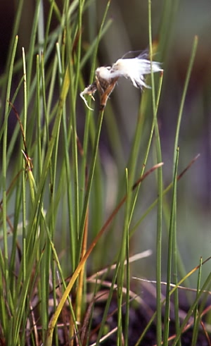 Eriophorum gracile 1