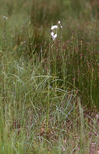 Eriophorum latifolium 1